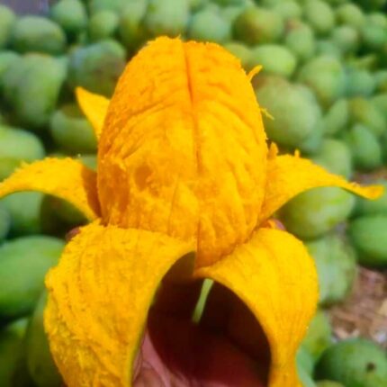 10 KG Himsagor/হিমসাগর (Premium)