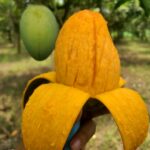 10 KG Amropali/আম্রপালি (Premium)
