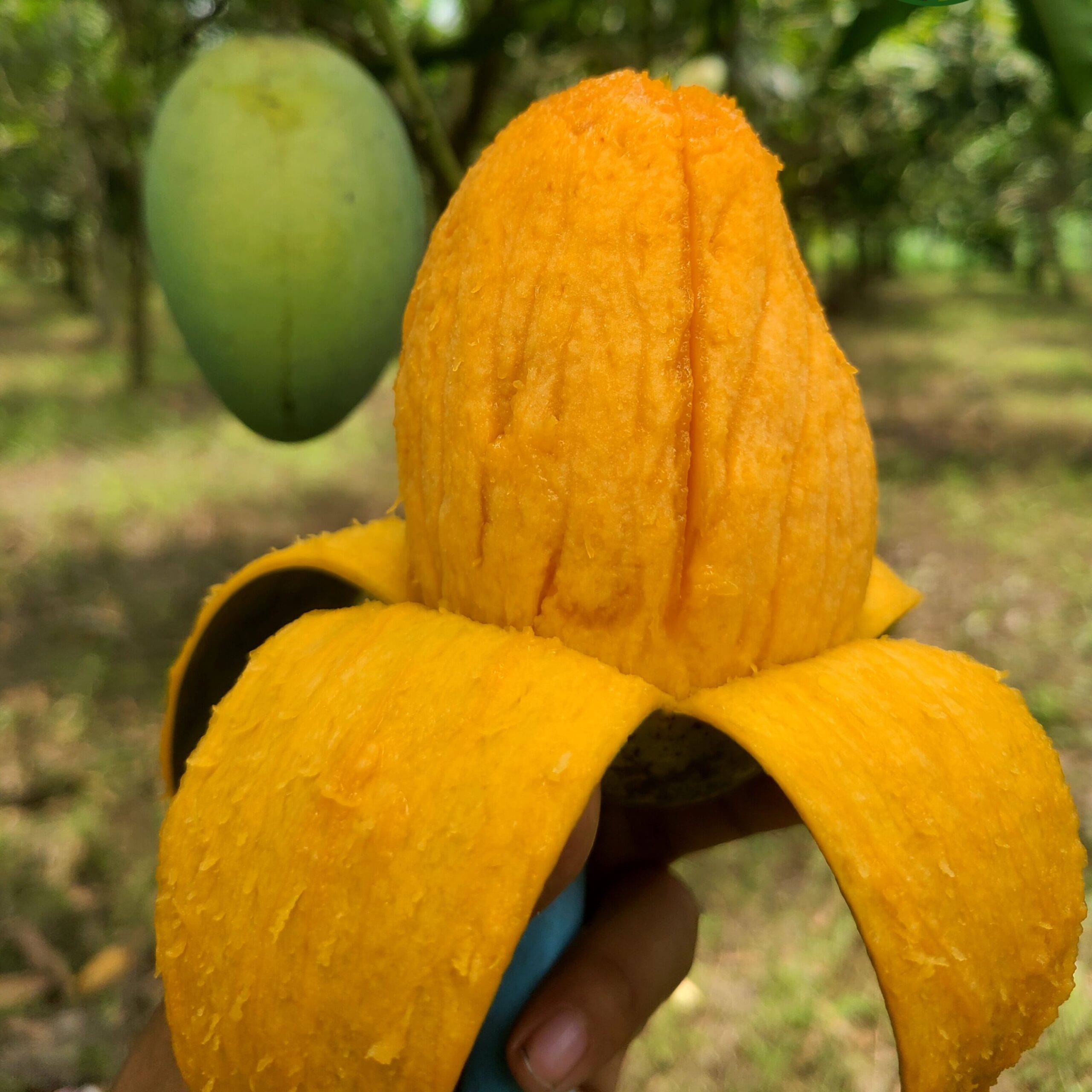 2025/10/1000115858-scaled.jpg 20 KG Amropali/আম্রপালি (Premium) - Image 1