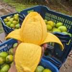 10 KG Haribanga/হাড়িভাঙ্গা (Premium)